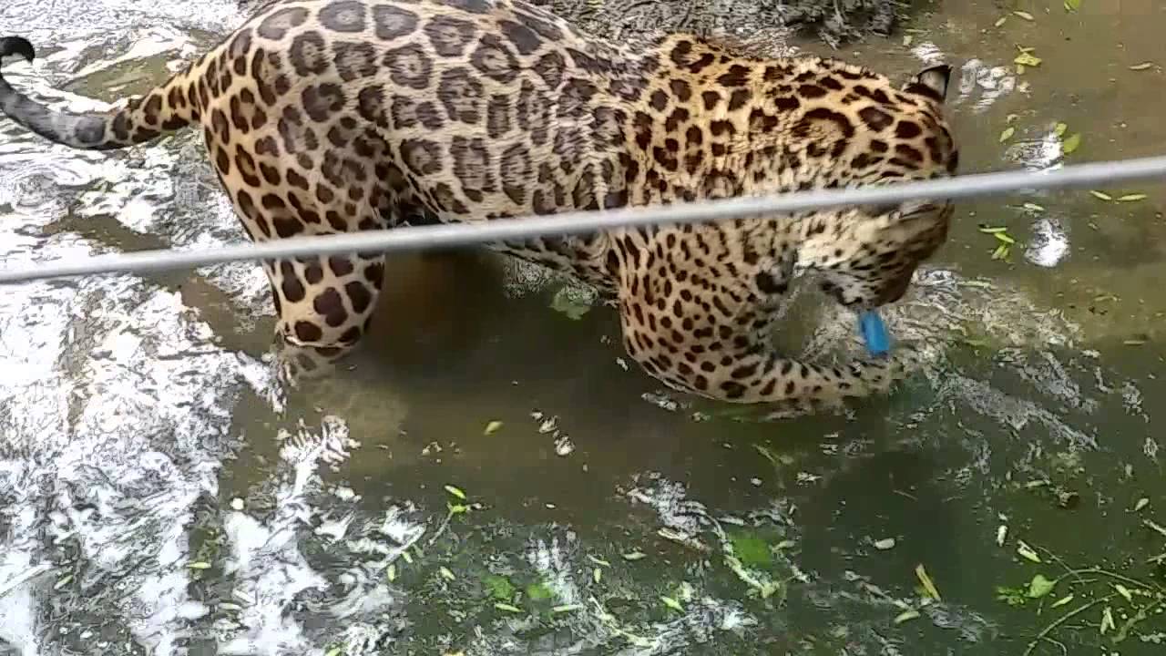 Jaguar swimming at DZP Dartmoor Zoological Park