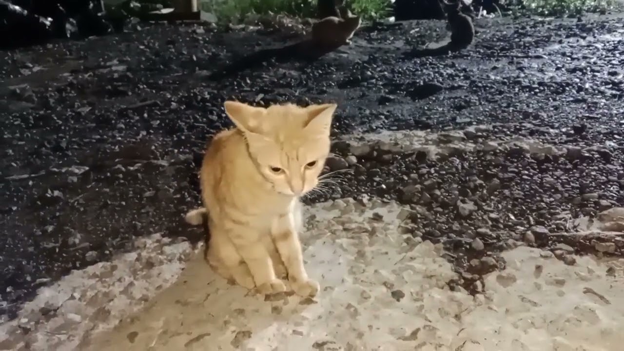 Suasana malam sejuk munel dan teman teman asik bermain