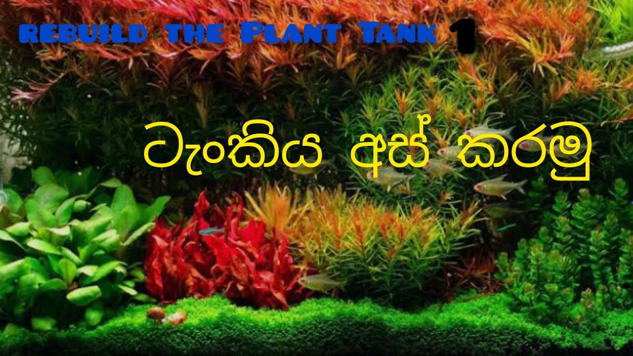 [rebuilder plan the tank1] ටැංකිය ගලවමු
