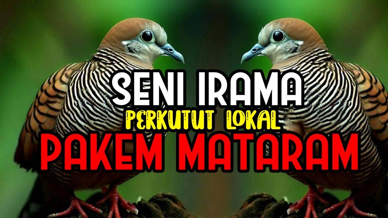 SENI IRAMA PERKUTUT LOKAL PAKEM MATARAM SUARA PANJANG