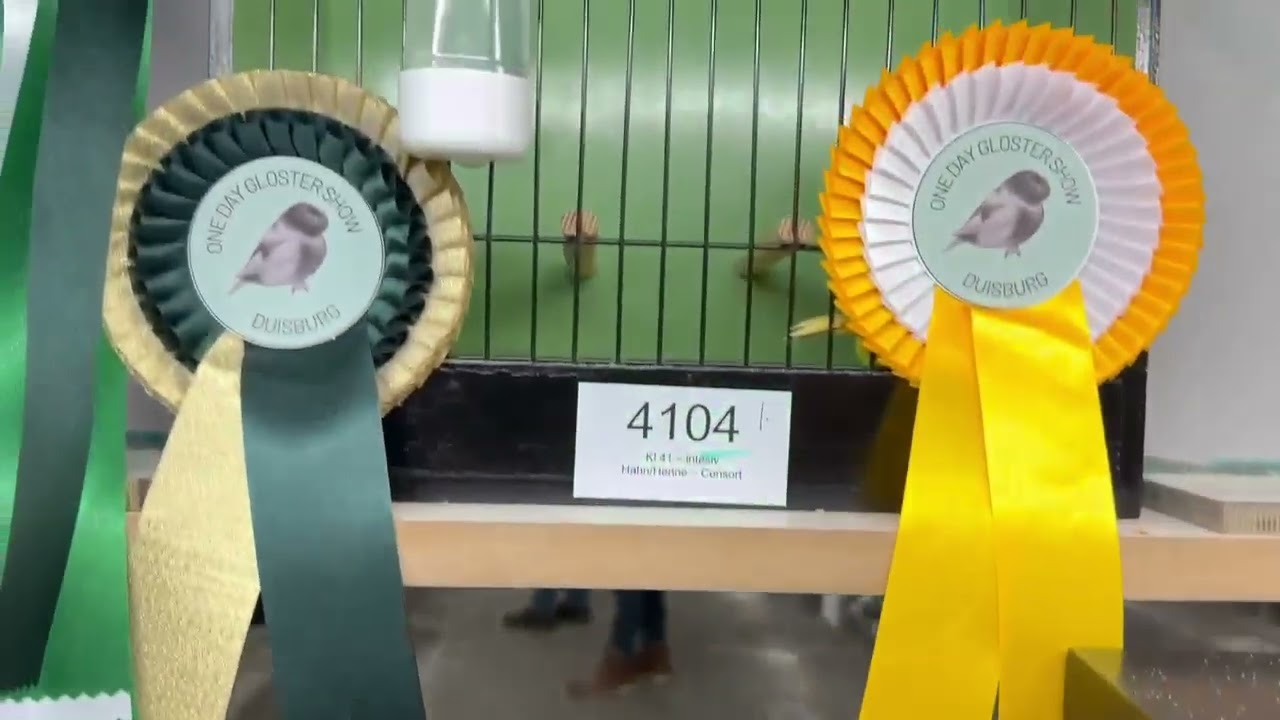 Gloster Canary  Show Duisburg       2025                                   best in show 