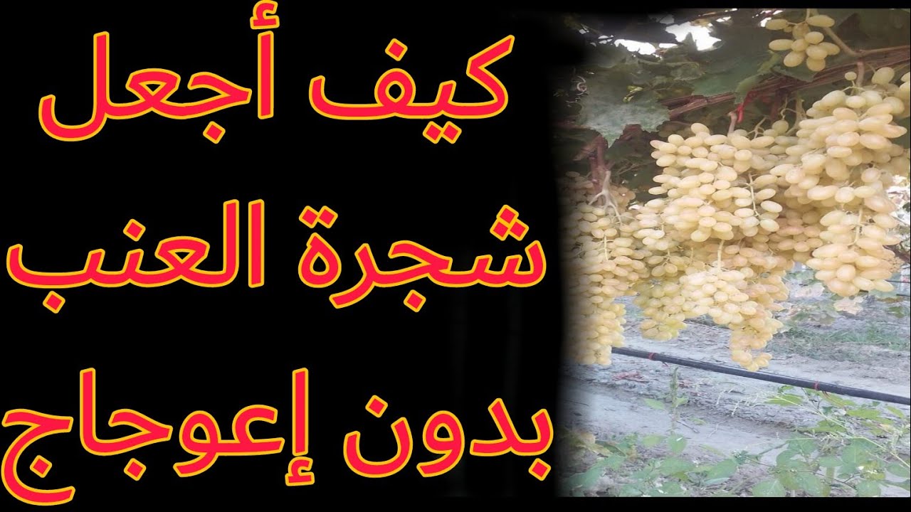 #تقليم أشجار العنب في السنة الأولى... #