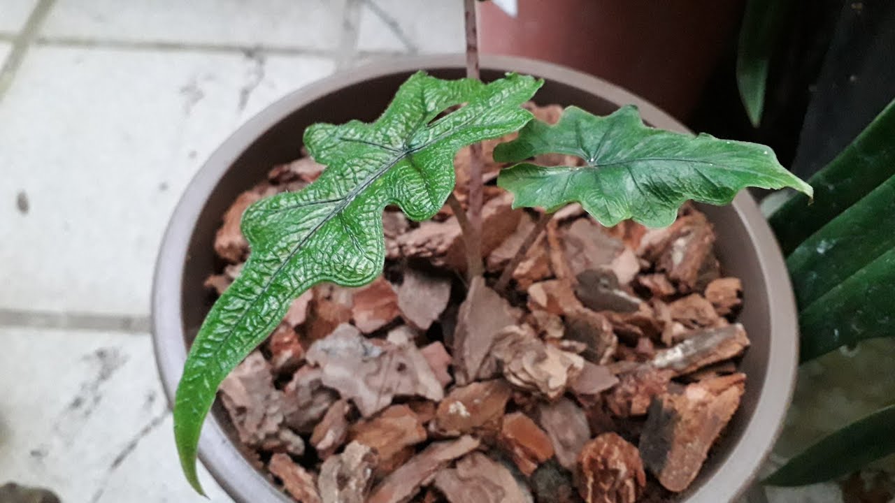 觀葉植物 傑克林 小盆換大盆