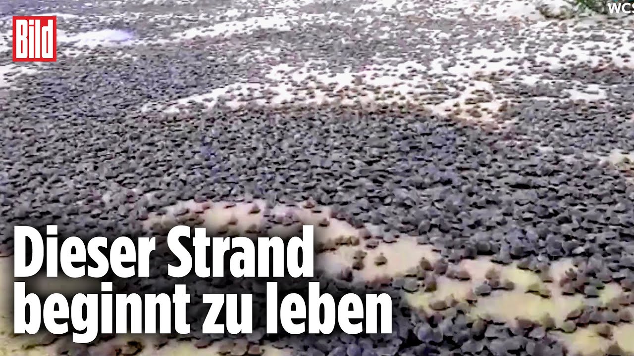 Invasion der Flussschildkr&ouml;ten: Tausende Baby-Schildkr&ouml;ten geschl&uuml;pft | Amazonas