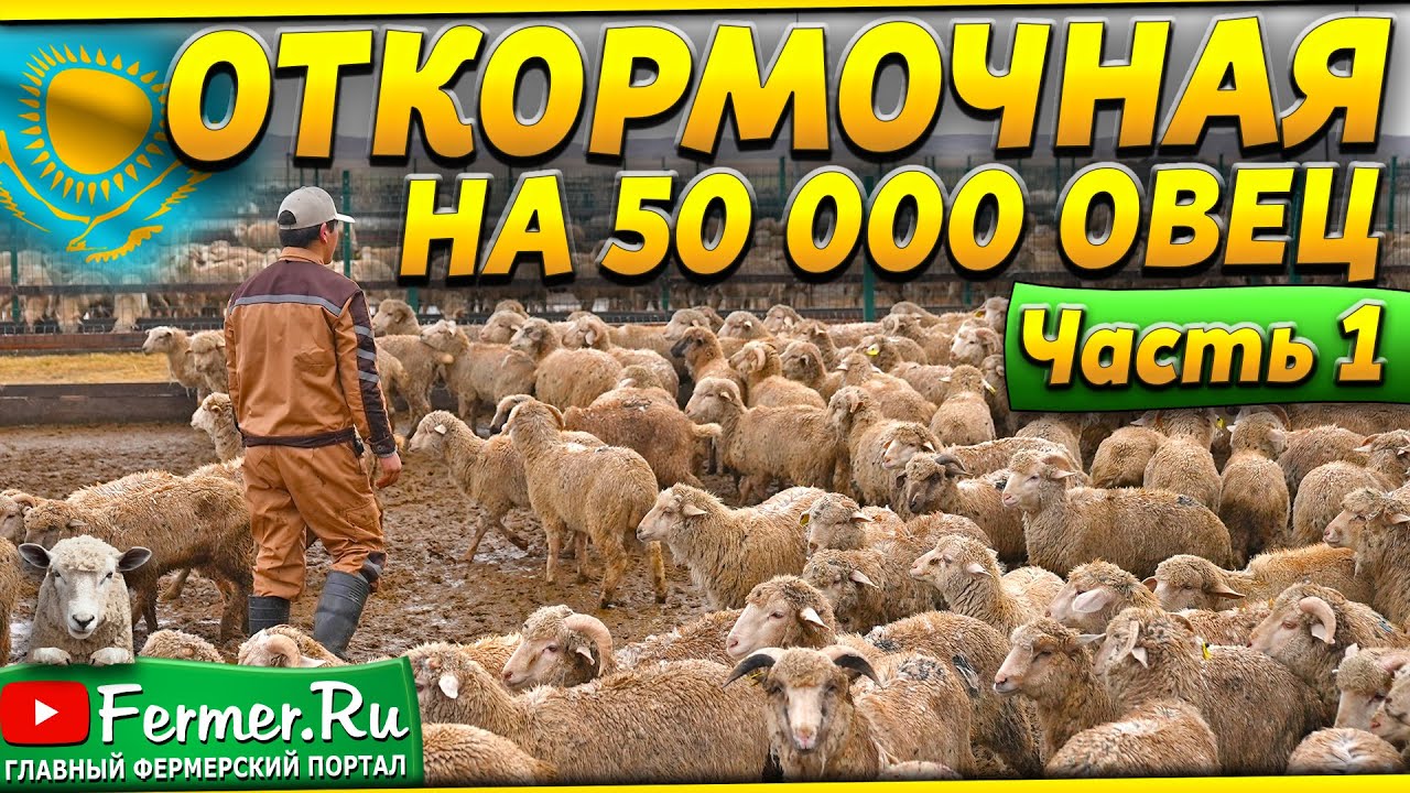 Как устроен самый большой отрытый откормочник для овец в Казахстане? Откорм овец зимой без навеса.