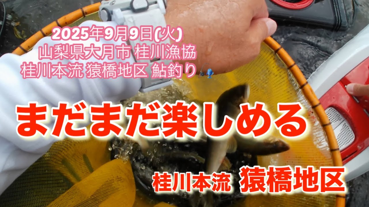 山梨県桂川漁協 桂川本流 鮎釣り 2025年9月9日 猿橋地区　大水の後の本流に行ってみましたが、少しだけ早かったみたいです😅