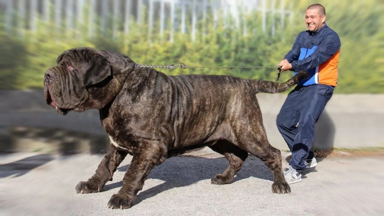 Top 10 Largest Dog Breeds Ever