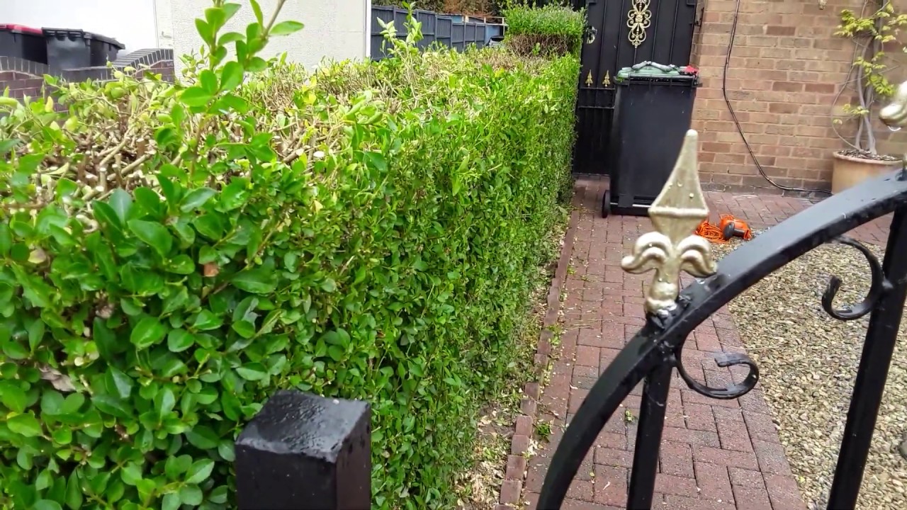 How To Cut A Overgrown Privet Hedge Over A Three Year Period & Get It Back To Its Former Glory (596)