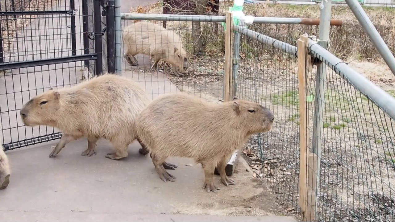 ひさしぶりにみんなで脱走