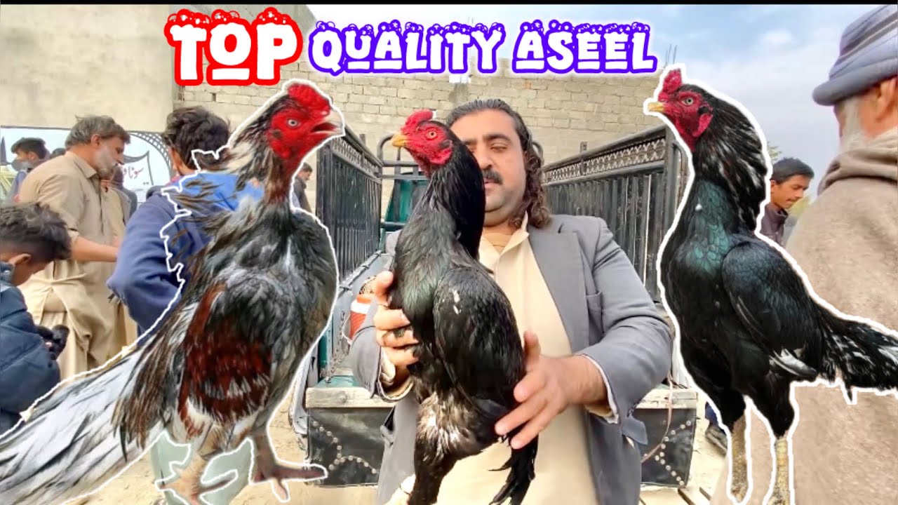 Top quality aseel haripur murgha mandi|Cheap rates |Cheapest birds market |