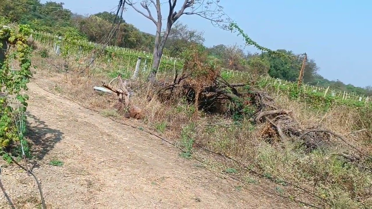Wasteland converted into Profitable agriculture  land by drip Irrigation method