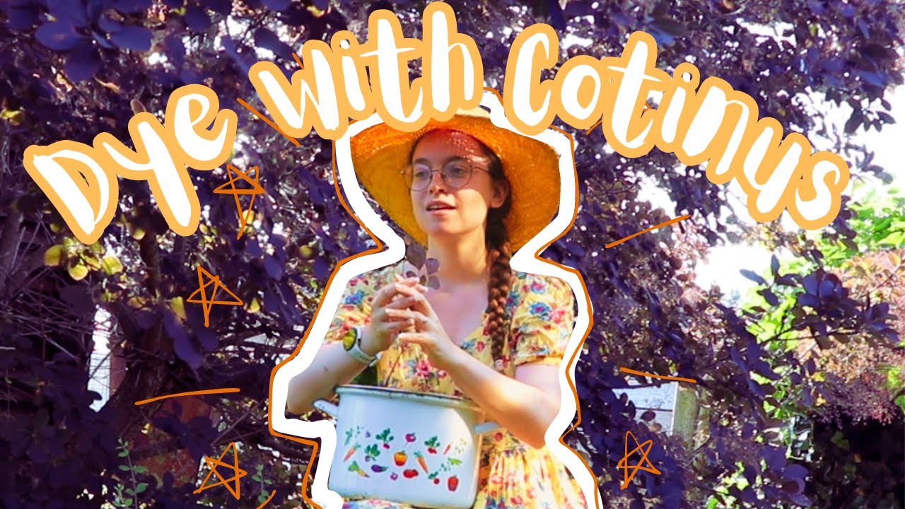 Nature's Palette Unleashed: Dyeing Wool with Cotinus Leaves - Vibrant Experiments in Colour!