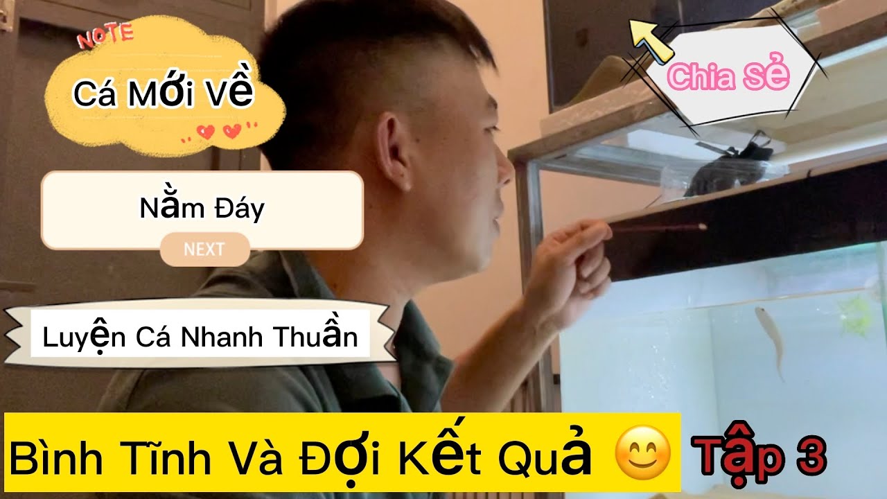 Tập 3 | Chia Sẻ Lý Do Và Cách Khắc Phục Cá Mới Về Nằm Đáy Đơn Giản Hiệu Quả Nhất