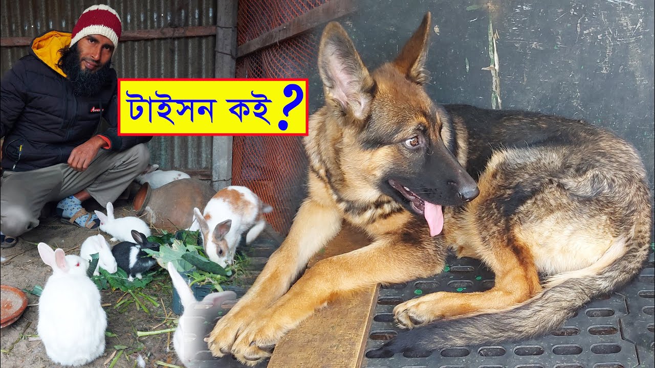 সেই পিচ্চি পাহারাদার জার্মান শেফার্ড টাইসন কোথায় আছে, কেমন আছে ? @ShokherKhamar