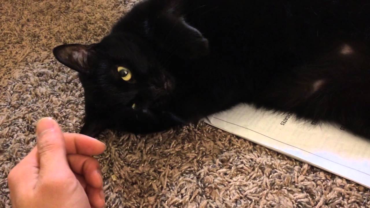 English Bombay are like baby panthers. My cat loves being petted!