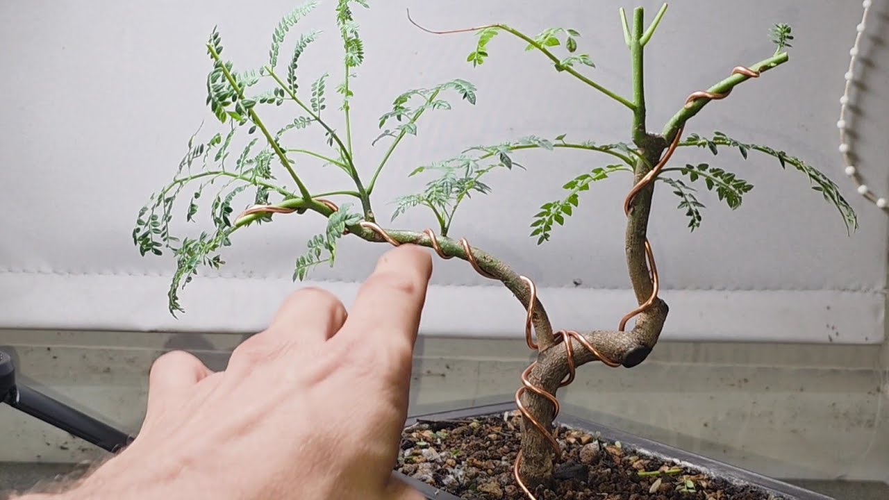 How to Bonsai a Jacaranda Blue with Gizzy Green Fingers 