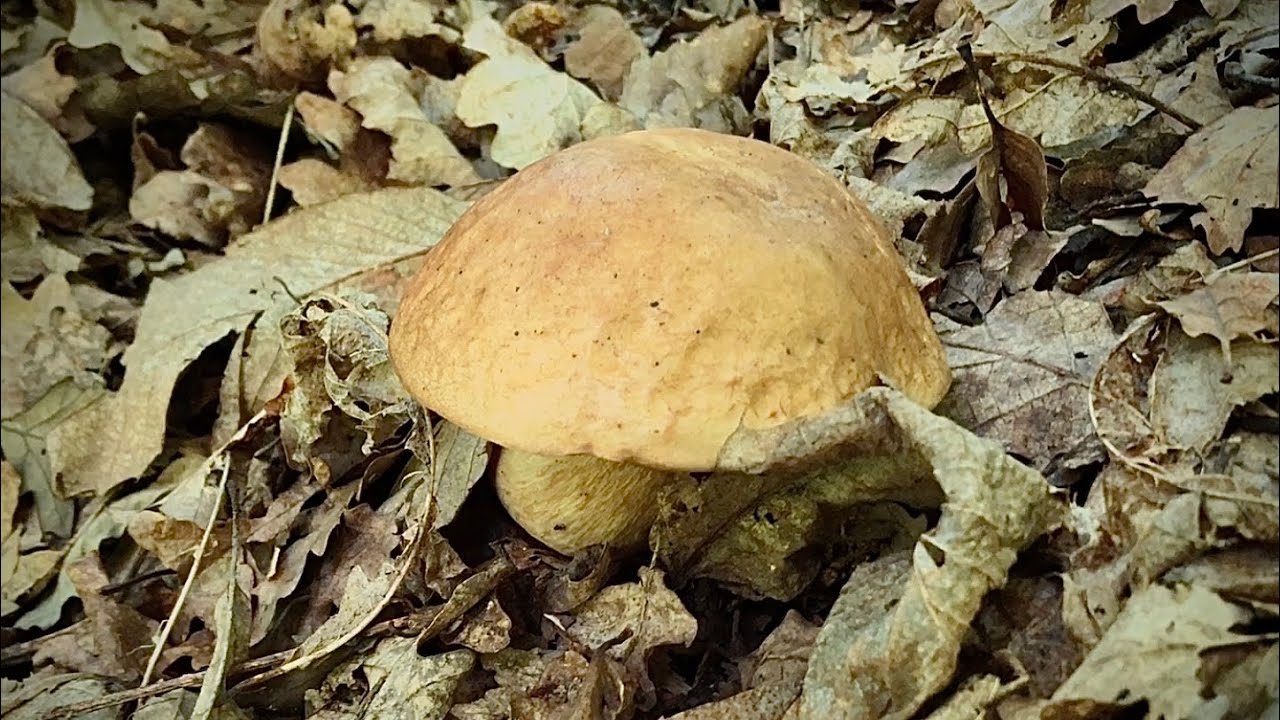 I PRIMI FUNGHI PORCINI Del 2020 - Accenni di Crescita sulle Colline