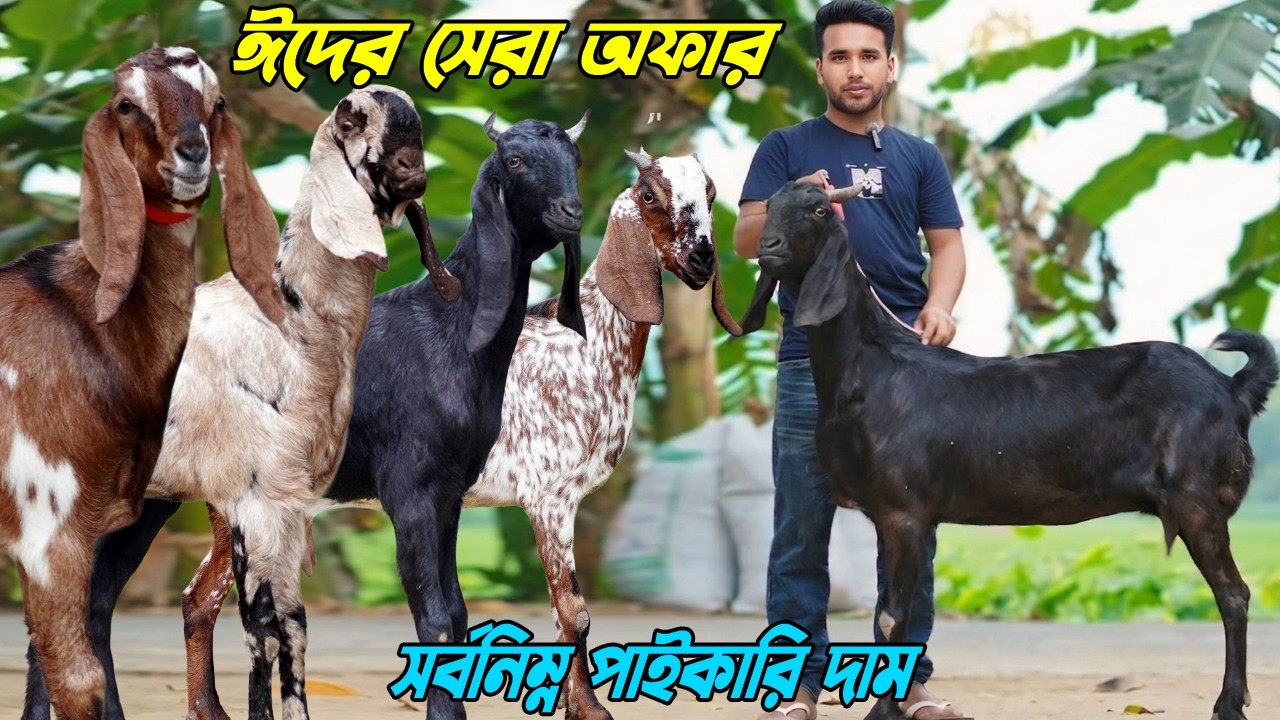 ঈদের সেরা অফারে সর্বনিম্ন পাইকারি দামে হাই কোয়ালিটির উন্নত জাতের ছাগল কিনুন।