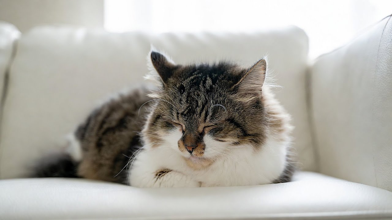 Calming Music for Cats - Relaxation, Deep Sleep, Stress Relief, Peaceful Piano Music | Season 18