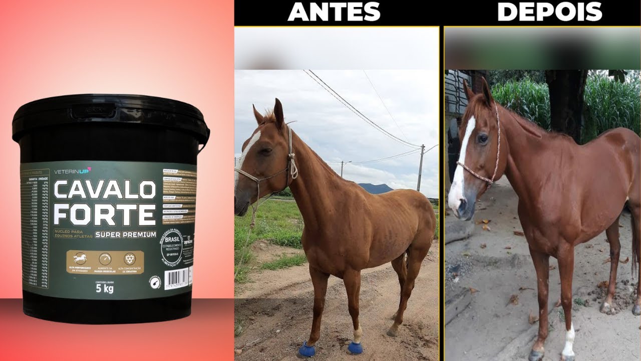 @cavaloforteoficial o melhoro suplemento do mercado 🐎🐎#cavaloforte #suplementos #shorts