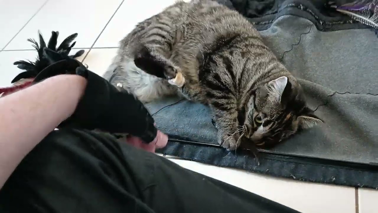 Séances de lectures et chats à problèmes