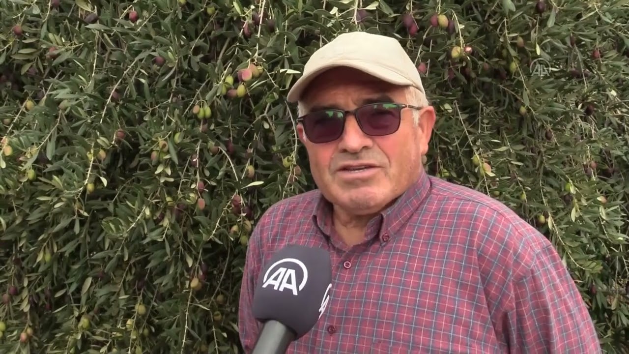ÇANAKKALE - Emekli ziraat mühendisi bahçesindeki zeytin ağaçlarının verimini 10 kat artırdı
