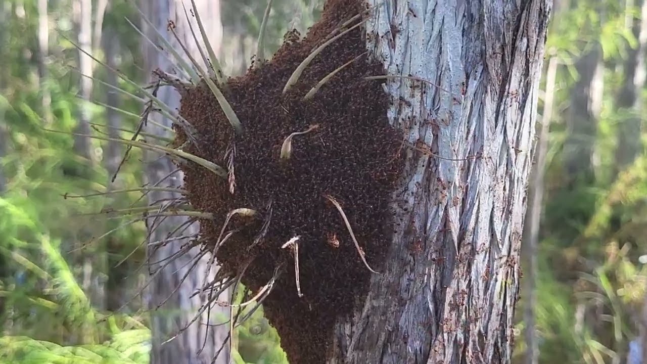 Bug-A-Salt 3.0 vs Fire Ants