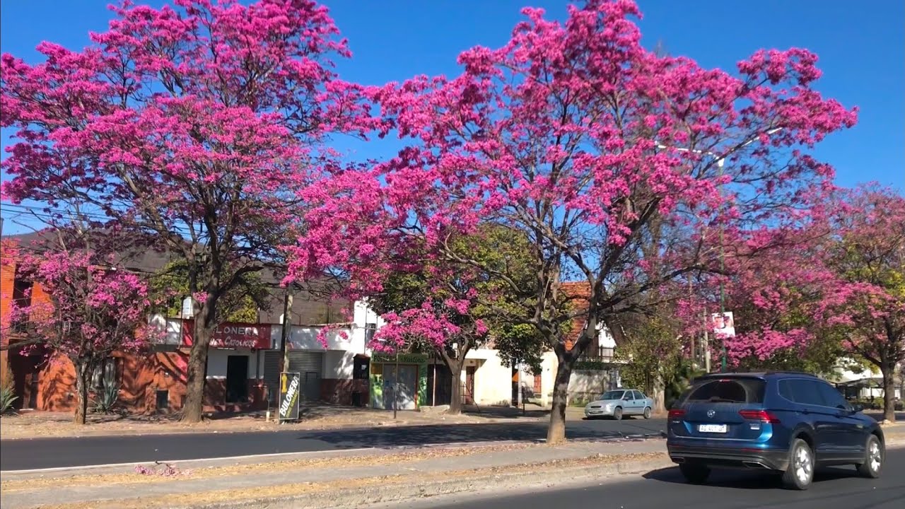FLORACI&Oacute;N de LAPACHOS en SALTA | Fiesta de colores en la ciudad