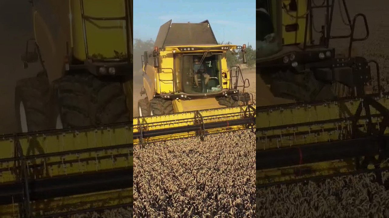 The time is coming 💛 #harvest #newholland #farming #agriculture #farm #farmer #harvester