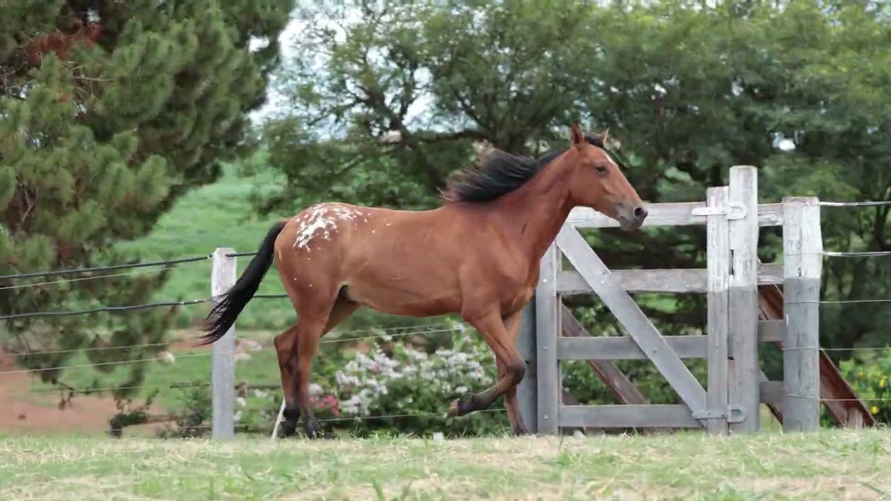 LOTE 23 BOLERO OFICIAL