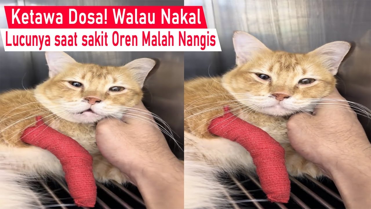Kalo Ketawa Dosa! Kucing Sakit Kaki sampai Di Perban Endingnya malah Beneran Nangis/Kompilasi Lucu