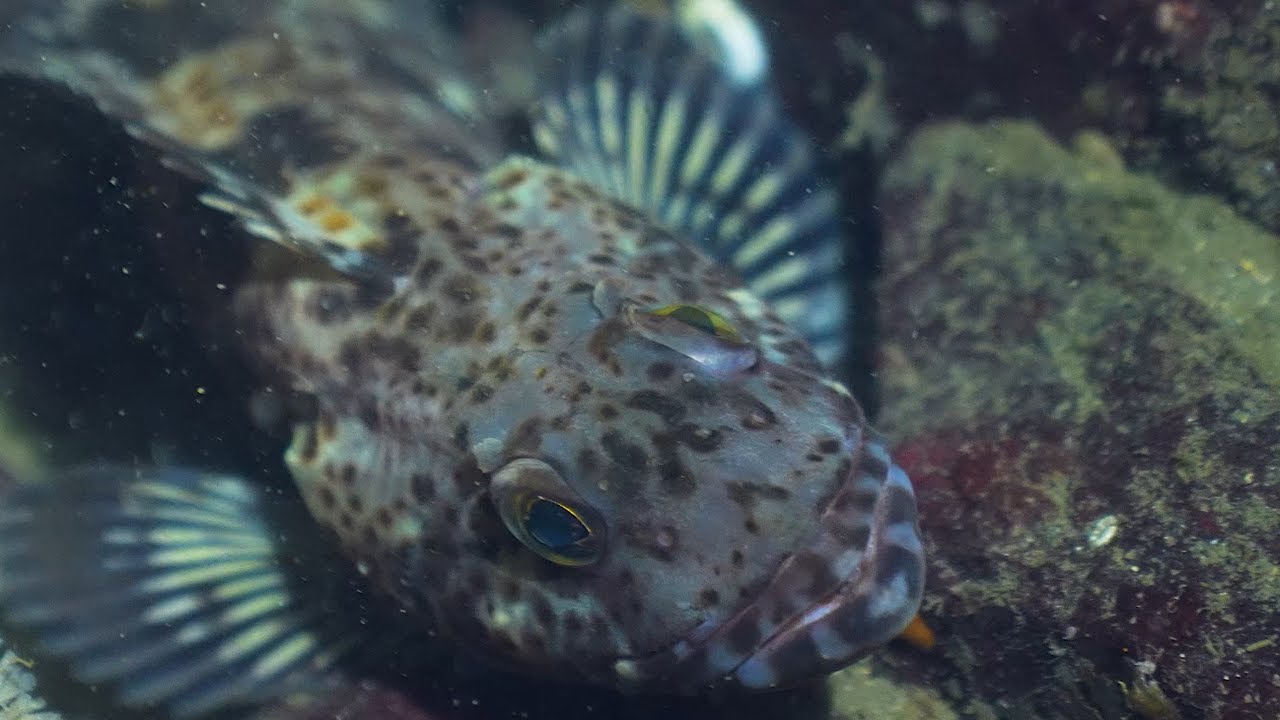 Scuba Diving West Vancouver   Whytecliff Park