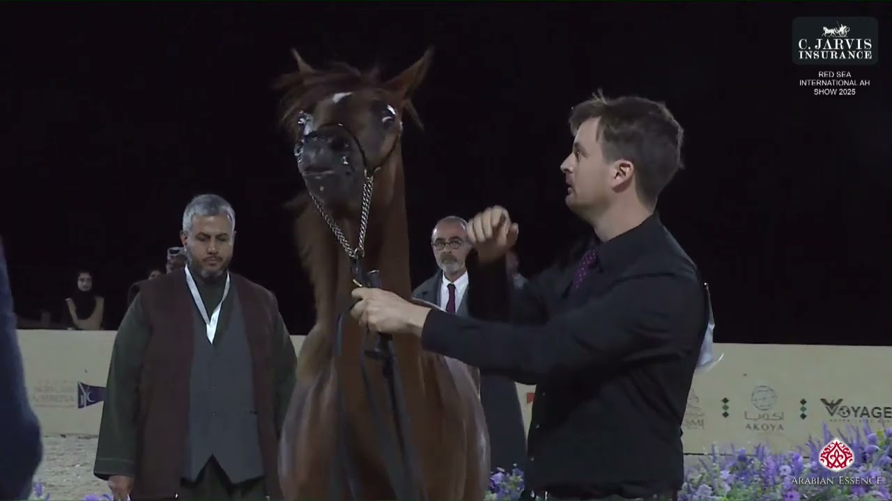 N 18 TARAHEEB AL EURO   Red Sea International Arabian Horse Show 2025   Yearling Fillies   Section A