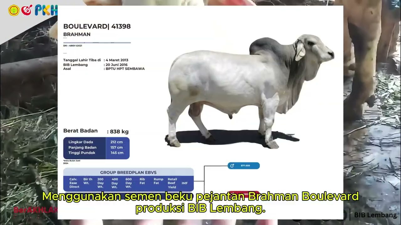 Lahir Pedet Jantan Unggul: Hasil IB Pejantan Brahman Produksi BIB Lembang di Magelang