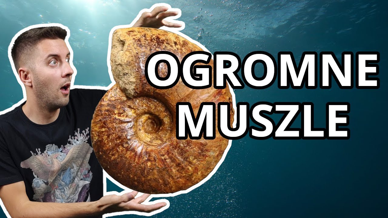 Gigantyczne muszle wymarłych głowonog&oacute;w