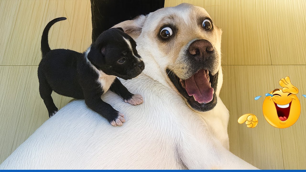 You Can’t Stop Laughing At These Dogs 🤣 🐶 Funniest Cat & Dog and Animal of 2025 Ever!
