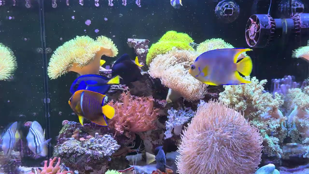 Blue & Passer Angelfish Join the Reef! Beautiful Active Swimming 4K