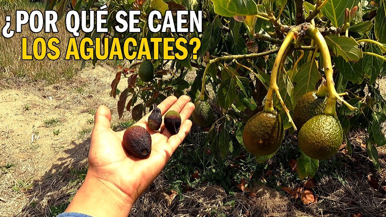 POR QUÉ SE CAEN LOS AGUACATES  - POSIBLES CAUSAS DE CAÍDA DE FRUTA 🥑🥑