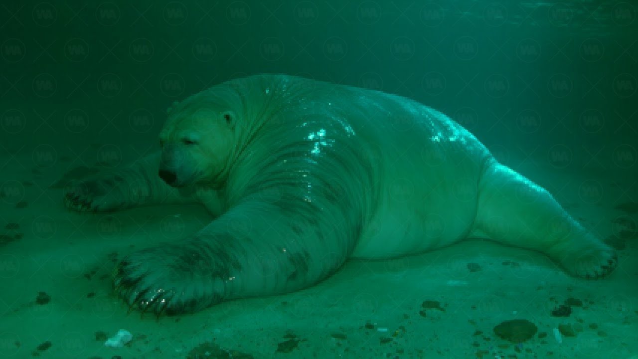 Quelque Chose S’Est Mis À Noyer Les Ours Polaires Dans L'Arctique