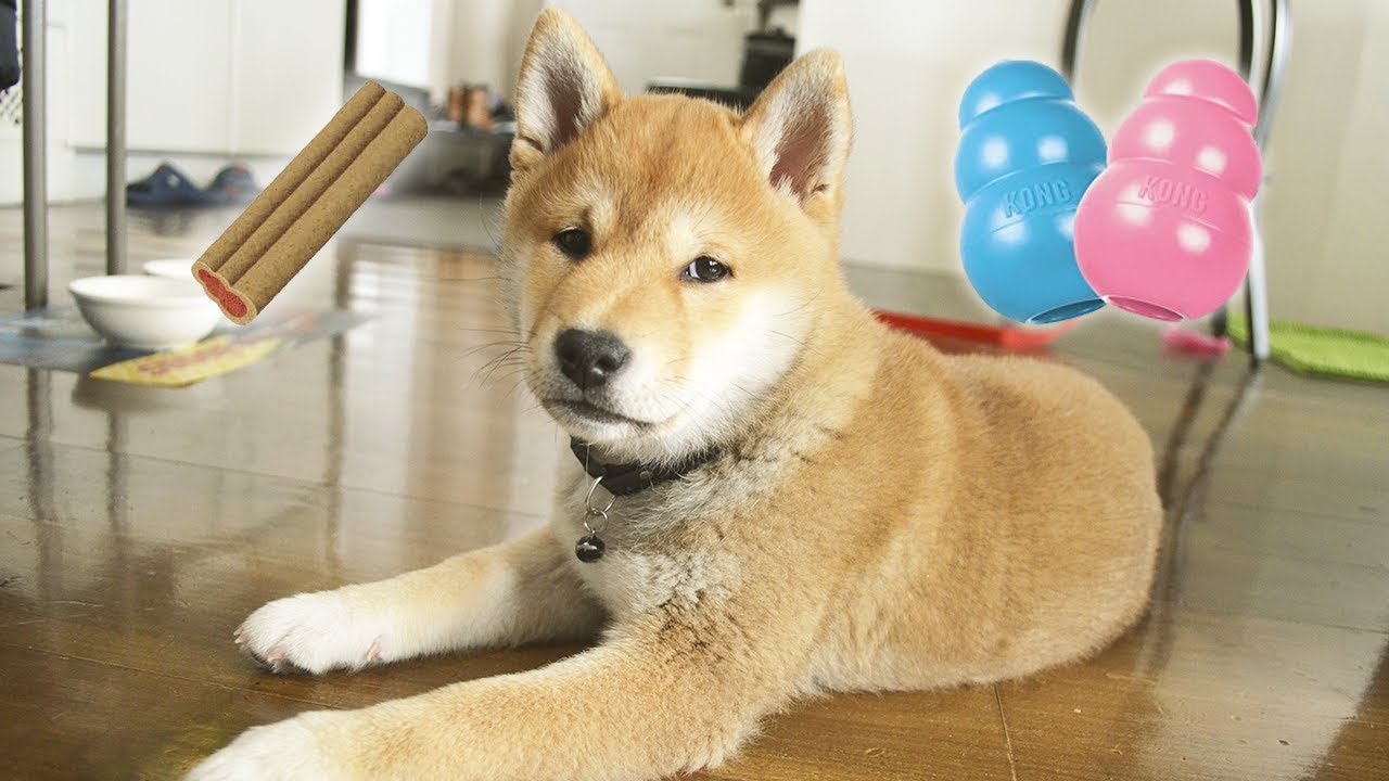 Shiba Puppy tries Kong Toy and Kong Ziggies