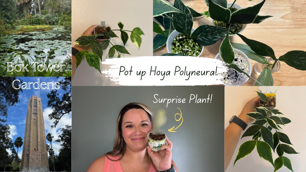 Chatty Repot! 🌿Let's Pot Up the Hoya Polyneura Jasminka and Outer Variegated!