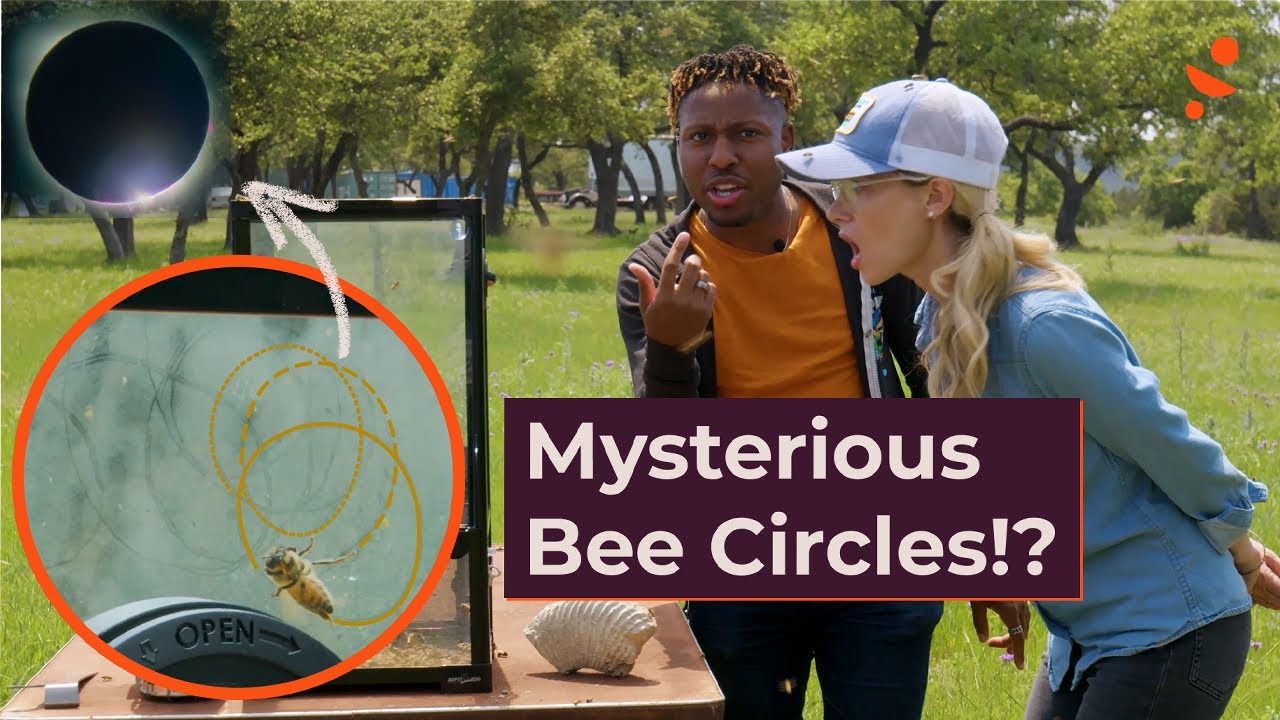 We Studied Bees in an Eclipse&hellip; This is What Happened