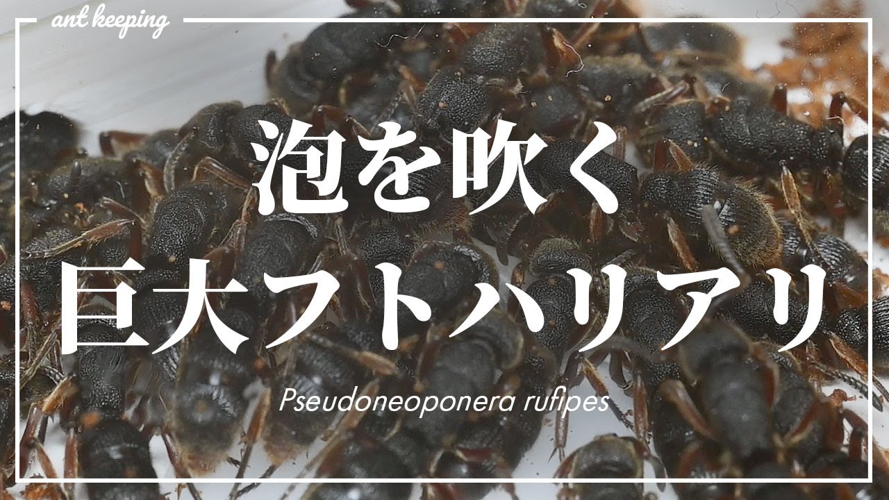泡を出す巨大ハリアリを飼育する｜Pseudoneoponera rufipes｜ルフィペスフトハリアリ