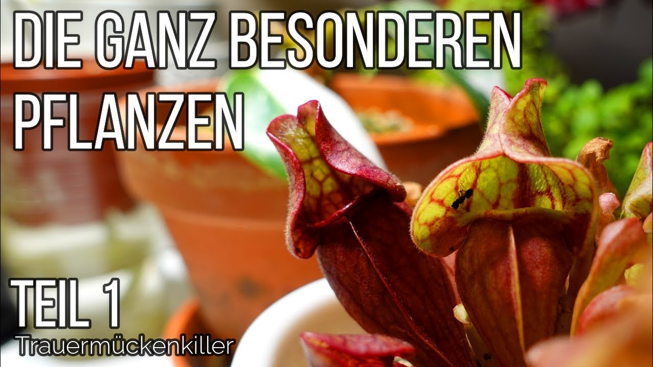 Fleischfressende Pflanzen Teil 1: Sarracenia purpurea