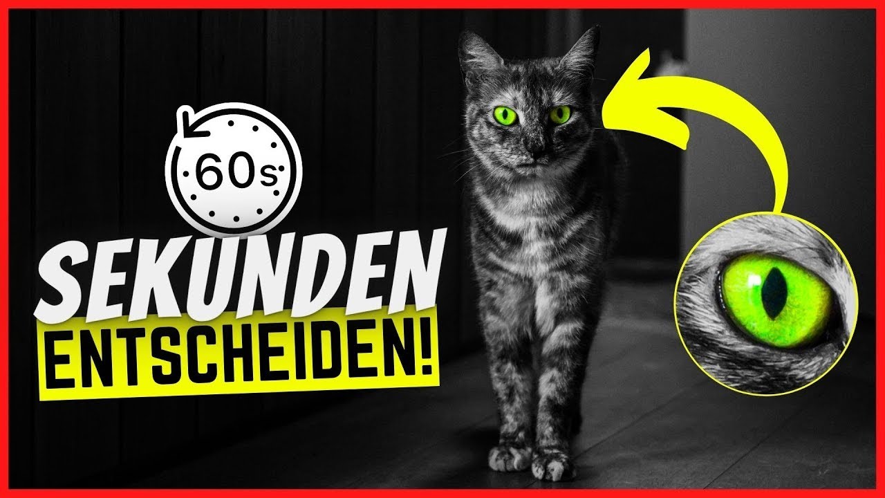 6 Notfalltipps, die JEDER Katzenhalter kennen sollte...