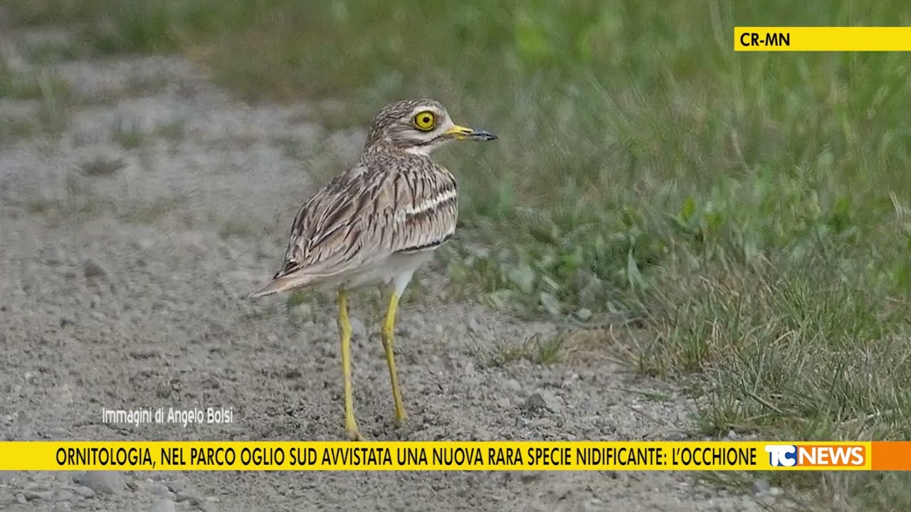 ornitologia, nel Parco Oglio Sud avvistata una nuova rara specie nidificante: l'occhione