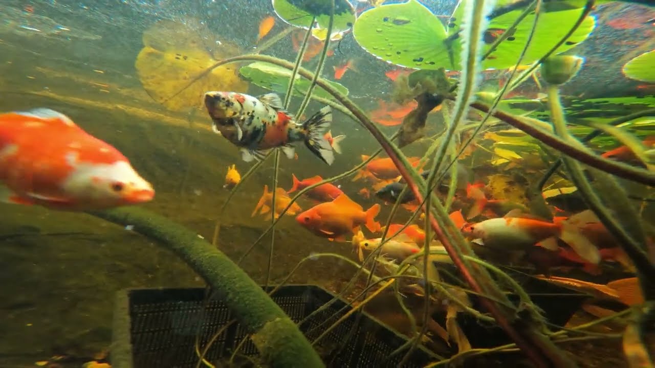 GoPro in the garden pond