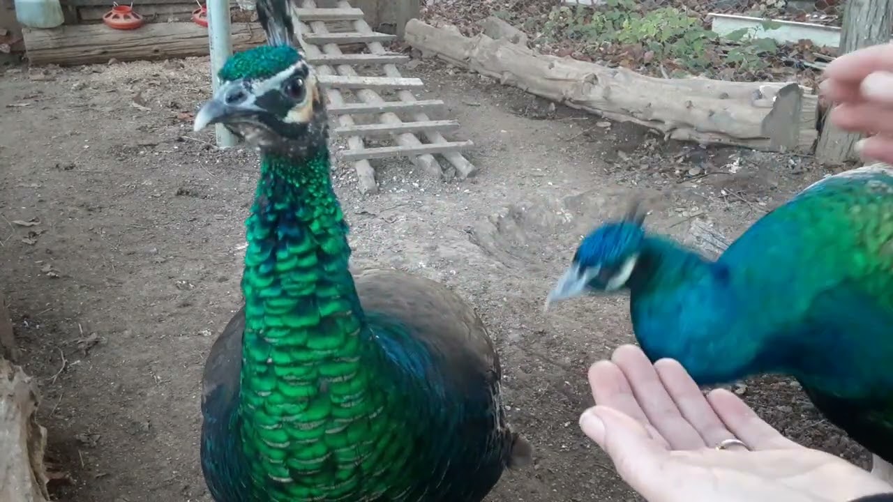 Indian blue peacock and Spalding peahen