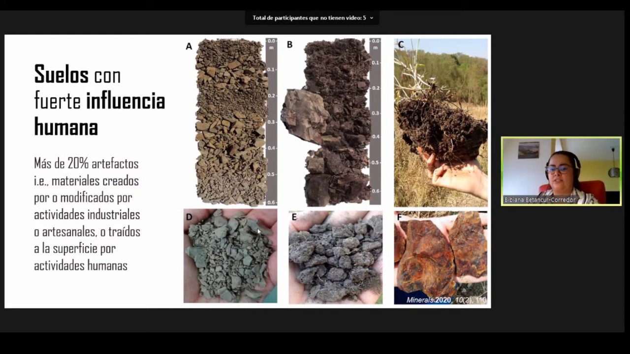 Sistema agroforestal para la restauración de suelos degradados por minería.