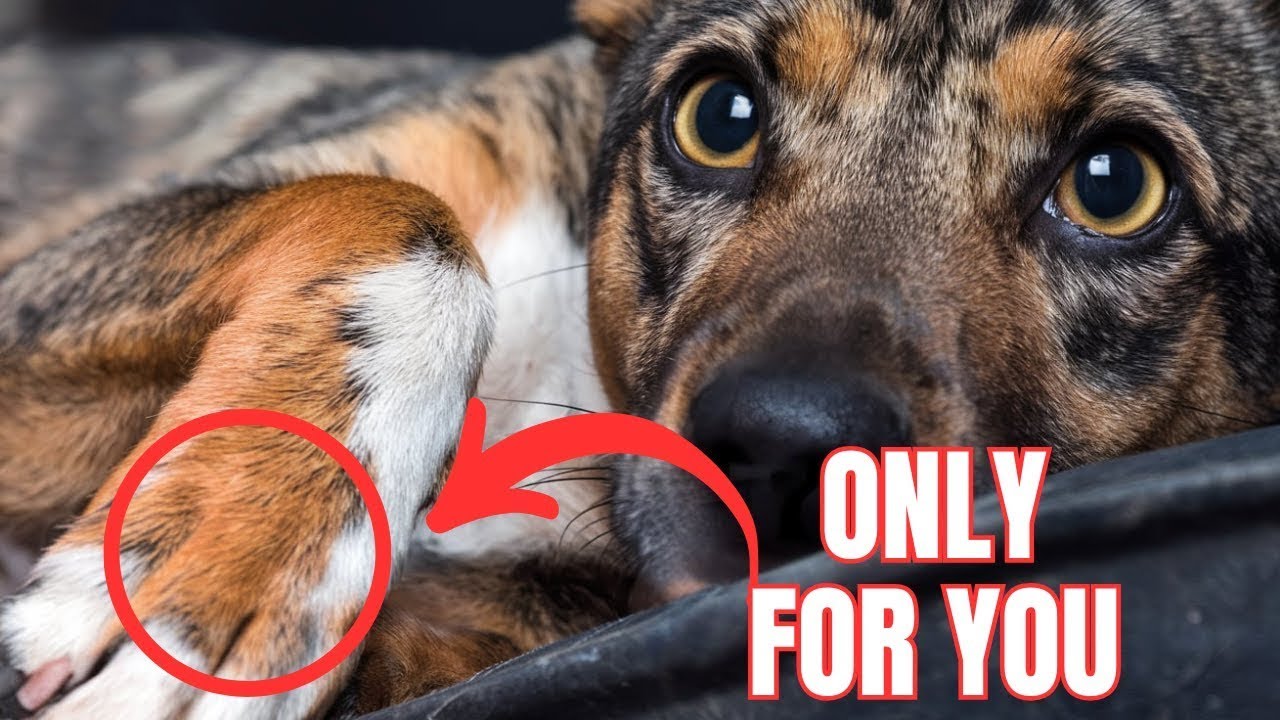 7 Special Things Dogs ONLY Do for Their Favorite Person